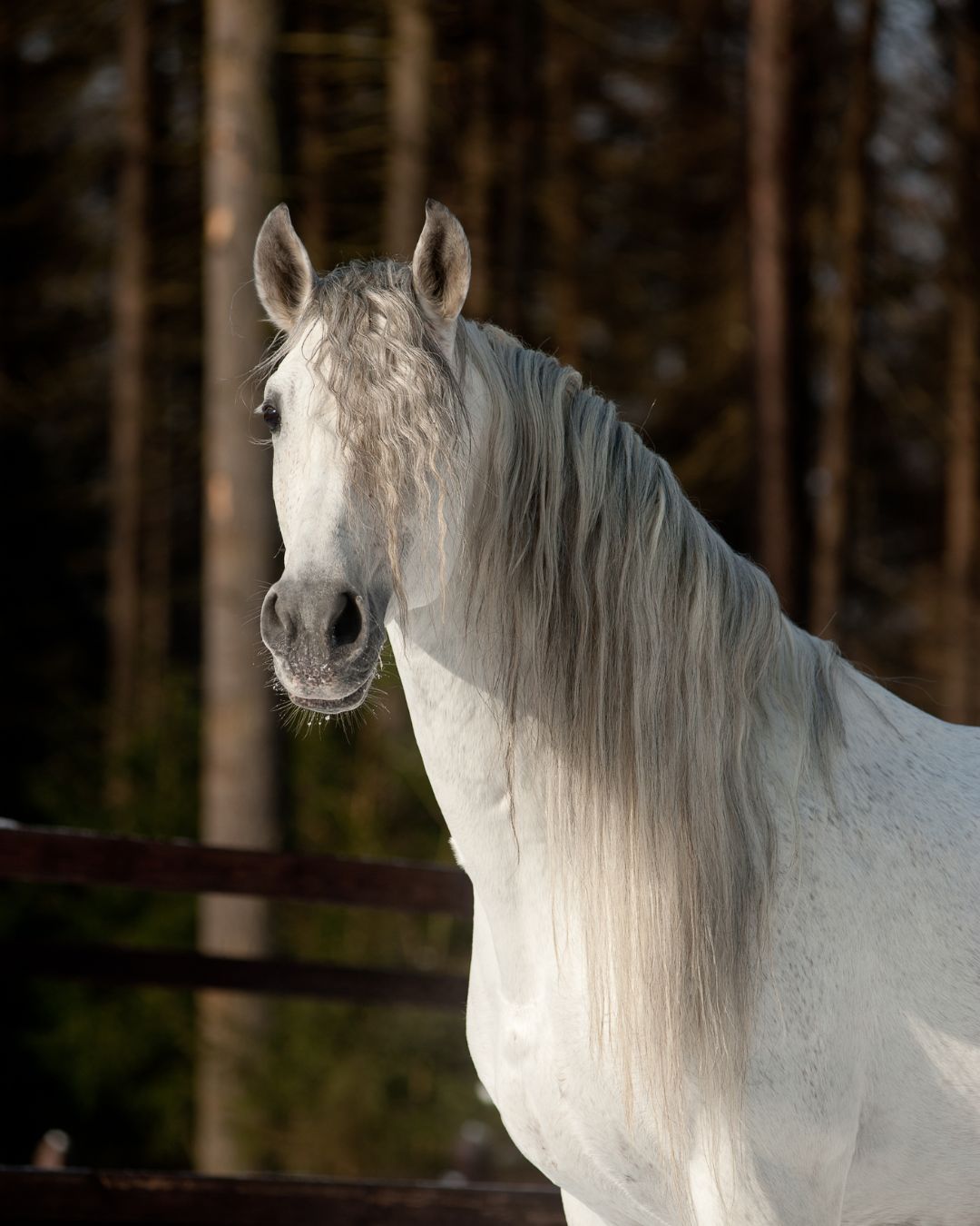 Discover the timeless elegance of the Andalusian horse: noble, graceful, and powerful. Explore its rich history and enduring allure.