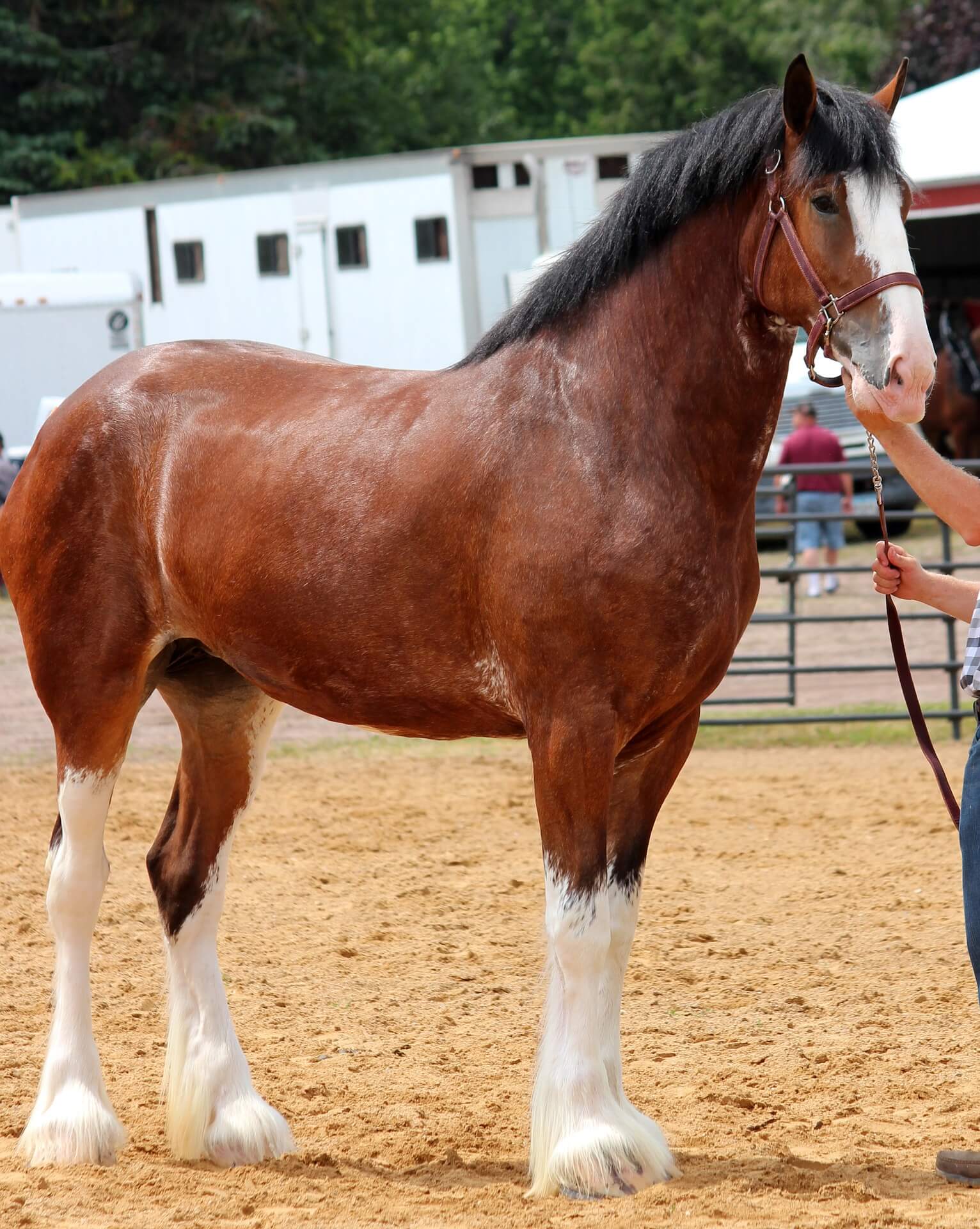 Clydesdale Horses: Their Lifespan And How To Extend It - thziwb7