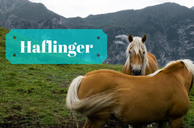 Learn about the Haflinger horse also known as the Avelignese