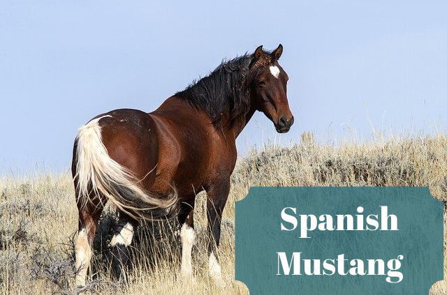 The Spanish Mustang horse is a special breed that are descendants of the horses brought by the Spaniards. Learn about how they made the West. 