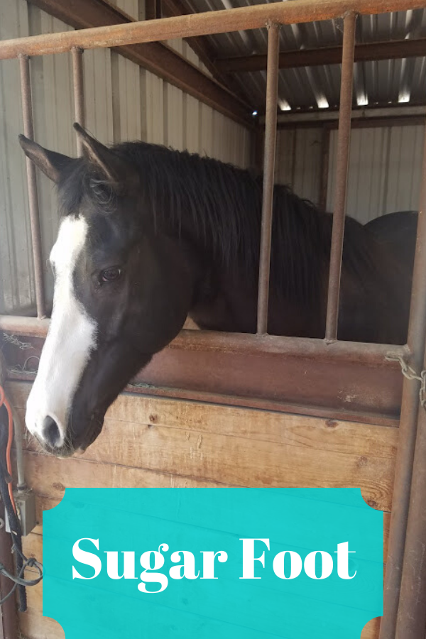 All 3 of my Horse buddies offer me something unique. They all have different personalities. Meet my herd. They are happy to meet you!
