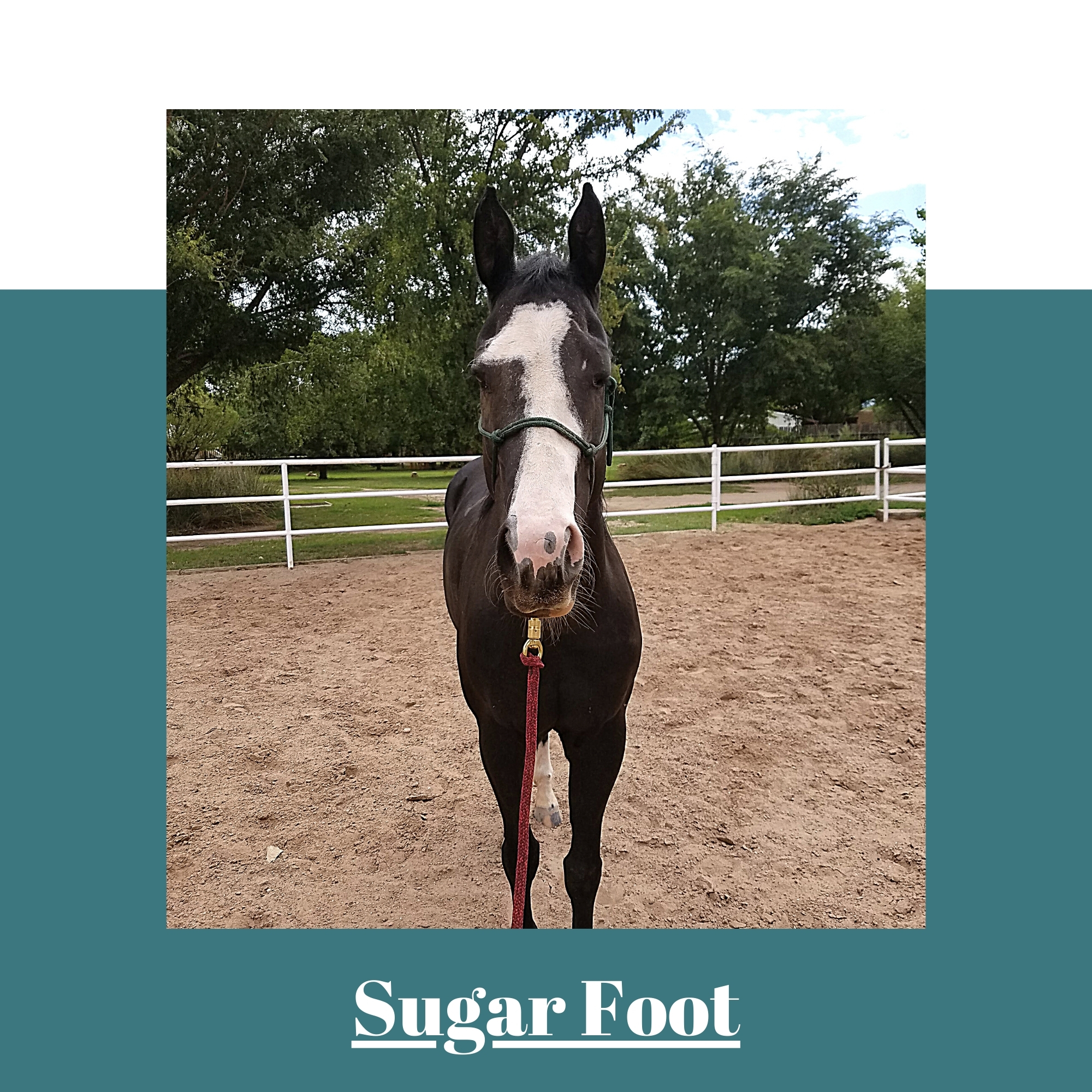 SugarFootWebpage