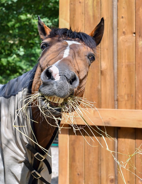 horse Eating